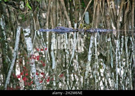 Alligator schwimmen in einem Fluss am Rande der Bäume im Big Cypress Swamp United States National Reserve. Stockfoto