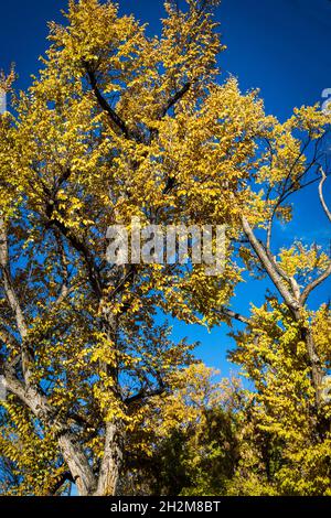 Gelbe und grüne Blätter des Herbstes fallen vor einem dunkelblauen Himmel auf Stockfoto