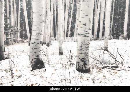 Wunderschöne Winterlandschaft mit Espenstämmen im Pulverschnee Stockfoto