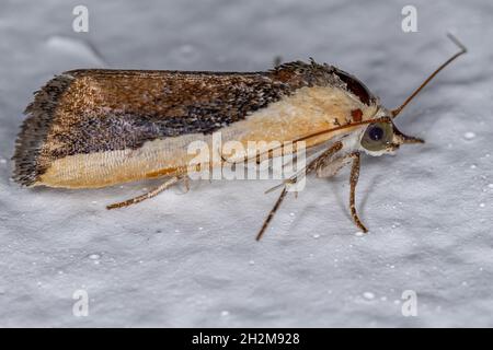 Bicolored Vogel-dropping Moth der Art Ponometia exigua Stockfoto