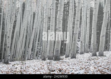 Wunderschöne Winterlandschaft mit Espenstämmen im Pulverschnee Stockfoto