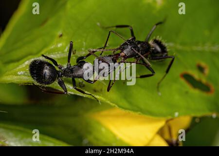 Erwachsene Weibchen Carpenter Ameisen der Gattung Camponotus tun chemische Kommunikation Stockfoto