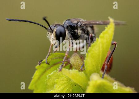 Ausgewachsene Fadenwasche der Gattung Prionyx Stockfoto