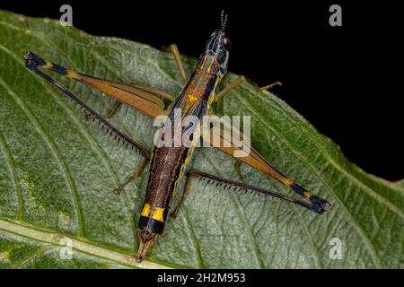 Weibliche Monkey Grasshopper Nymphe der Art Temnomastax hamus Stockfoto