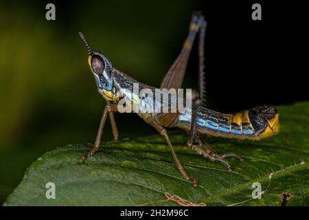 Männliche Monkey Grasshopper Nymphe der Art Temnomastax hamus Stockfoto