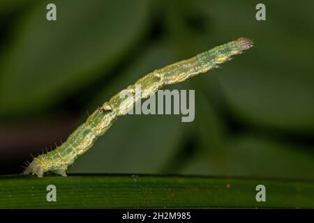 Geometer Moth Caterpillar der Familie Geometridae Stockfoto