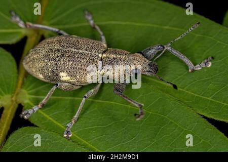 Adulter Breitnasen-Weevil des Stammes Naupactini Stockfoto