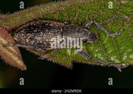 Adulter Breitnasen-Weevil des Stammes Naupactini Stockfoto