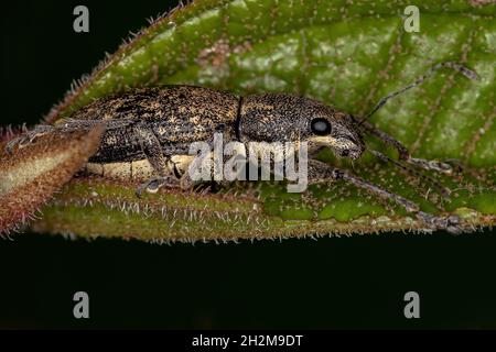 Adulter Breitnasen-Weevil des Stammes Naupactini Stockfoto