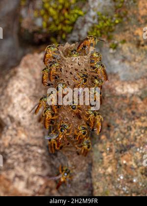 Ausgewachsene Jatai-Bienen der Art Tetragonisca angustula mit selektivem Fokus Stockfoto