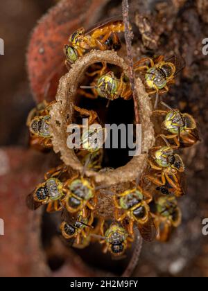 Ausgewachsene Jatai-Bienen der Art Tetragonisca angustula mit selektivem Fokus Stockfoto