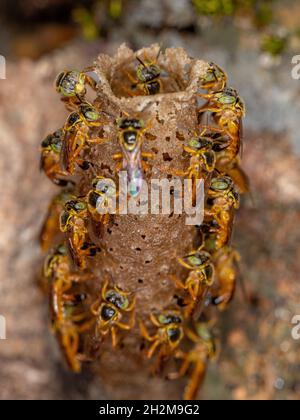 Ausgewachsene Jatai-Bienen der Art Tetragonisca angustula mit selektivem Fokus Stockfoto