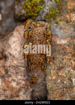 Ausgewachsene Jatai-Bienen der Art Tetragonisca angustula mit selektivem Fokus Stockfoto