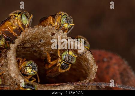 Ausgewachsene Jatai-Bienen der Art Tetragonisca angustula mit selektivem Fokus Stockfoto