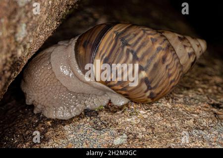 Gemeine Landschnecke der Gattung Orthalicus Stockfoto