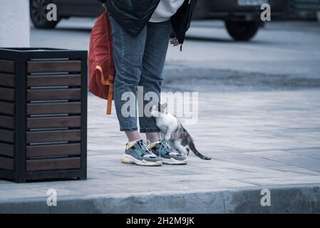 Ein streunendes Kätzchen streichelt nahe der Straße zu den Füßen einer Frau in Turnschuhen auf der Suche nach Nahrung. Stockfoto