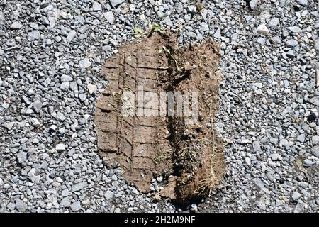 Reifenspuren im Schlamm auf einer Zementstraße. Stockfoto