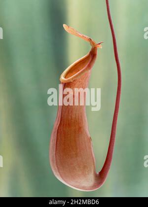 Ziemlich niedrigere Falle der fleischfressenden tropischen Krug-Pflanze (Nepenthes alata). Diese Insektenfallen bilden sich an den Enden der Ranken an den Spitzen des Leavs Stockfoto