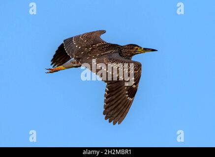 Schwarz gekrönte Nachtreiher Weibchen fliegen mit voller Spannweite, der schwarz gekrönte Nachtreiher, oder schwarz-gekrönte Nachtreiher Stockfoto