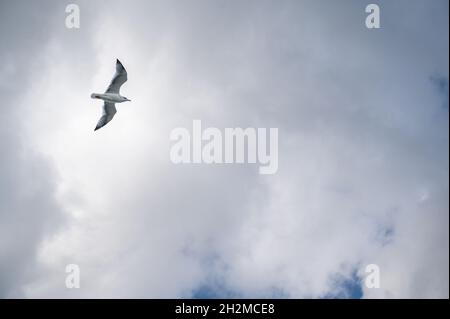 Möwe fliegt und schwebt vor einem launisch dramatischen bewölkten Himmel Hintergrund. möwe fliegt gegen den blauen Himmel und schwebt über den Wolken auf einer sonnigen da Stockfoto