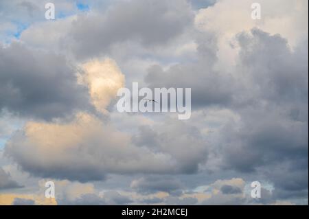 Möwe fliegt und schwebt vor einem launisch dramatischen Wolkenhimmel. möwe fliegt gegen den blauen Himmel und schwebt bei Sonnenuntergang über den Wolken. Ph Stockfoto