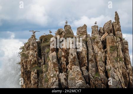 Seevögel Möwen sitzen auf Felsen um den stürmischen Ozean. Im Winter plätschert die Meereswelle auf Stein an der Küste. Meereswellen schlagen gegen Felsen am Strand Stockfoto