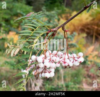 Weiße und rosafarbene Beeren von Bergasche „Sorbus microphylla“, gesehen im Oktober, England, Großbritannien Stockfoto