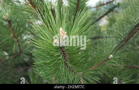 Junge Kiefernzapfen in einem Park, der in Europa wächst. Nadelkegel. Schottenkiefer oder Schottenkiefer Pinus sylvestris ist eine junge männliche Pollenblume auf einem Baum wachsen Stockfoto