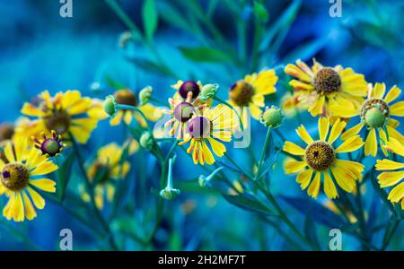 helenium gelb große Blüten Kamille auf dem Feld Stockfoto