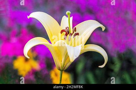 Orange Kanadische Lilie - Lilium kanadense vor einem leuchtend violetten Hintergrund Stockfoto