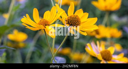 helenium gelb große Blüten Kamille auf dem Feld Stockfoto