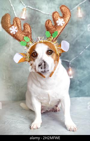 Porträt eines Jack Russell Terrier Hundes mit weihnachtlicher Dekoration mit Geweih auf dem Kopf. Lustiger kleiner Hund in einem Santa-Hirsch-Kostüm beim Betrachten der Stockfoto