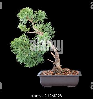 Juniperus chinensis schöner junger Bonsai isoliert über dunklem Hintergrund ( chinesischer Wacholder ) Stockfoto