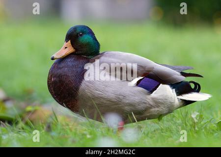 Faule Wildmallard-Ente auf dem Rasen (Anas platyrhynchos) Stockfoto