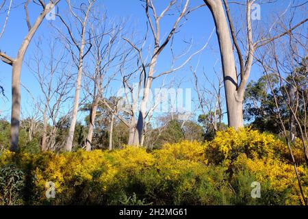 Glatte Eukalyptusbäume aus weißer Rinde (weißer Kaugummi, Eukalyptusbäume) in einem Unterholz aus hellgelben Akazien in Perth, Westaustralien Stockfoto