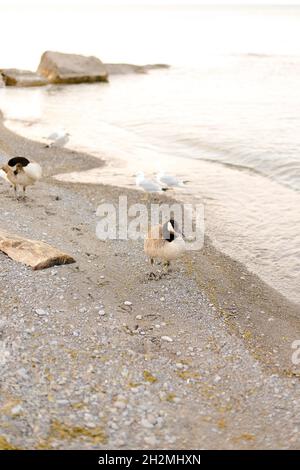 Kanadische Enten, die eine gerade Linie vor dem Meer gehen. Stockfoto