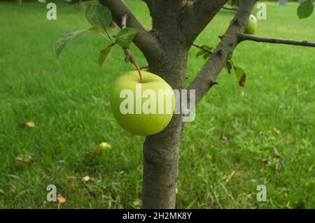 Grüne Harmonie im Obstgarten - letzte Bio-Früchte hängen an einem Apfelbaum Stockfoto
