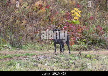 Jagdhund, Deutsche Rasse Drathaar im Herbst auf dem Feld. Hochwertige Fotos Stockfoto