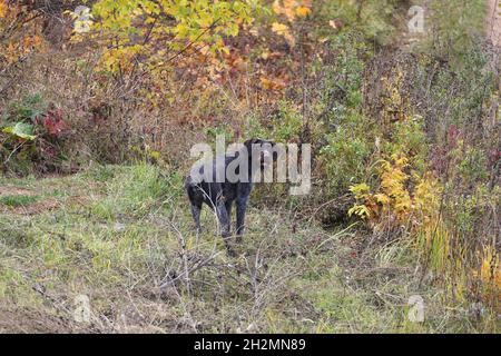 Jagdhund, Deutsche Rasse Drathaar im Herbst auf dem Feld. Hochwertige Fotos Stockfoto