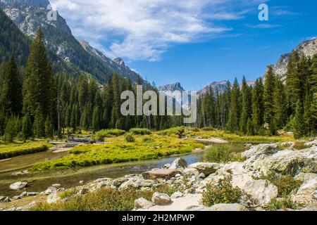 Jenny Lake Logs Stockfoto