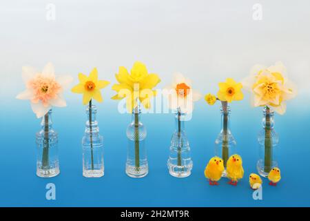 Osterküken mit Narzissen und Narzissen Blumen in alten Glasvasen Flaschen auf gradienten blauen Hintergrund. Symbole für Ostern und Frühling Konzept. Stockfoto