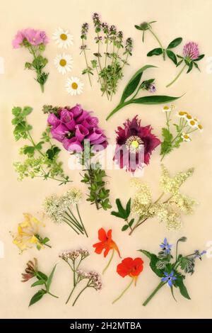 Kräuter und Blumen in naturheilkundlichen pflanzlichen Heilmitteln für natürliche pflanzliche Heilmittel verwendet. Details zur botanischen Naturstudie. Stockfoto