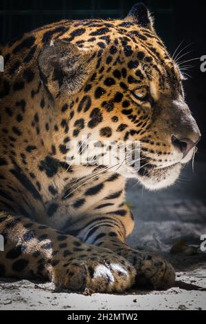 Onça Pintada (portugiesisch) - Jaguar ist eine große felide Art und das einzige lebende Mitglied der Gattung Panthera, die in Amerika beheimatet ist. Stockfoto