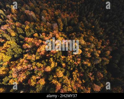 Luftaufnahme von oben nach unten von Herbstlaub in der Herbstsaison mit Orangenbäumen Stockfoto