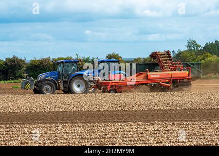 Zwiebelernte Bawdsey Suffolk England Stockfoto