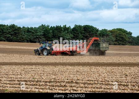 Zwiebelernte Bawdsey Suffolk England Stockfoto