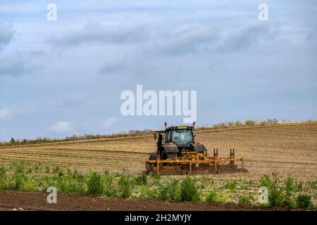 Zwiebelernte Bawdsey Suffolk England Stockfoto