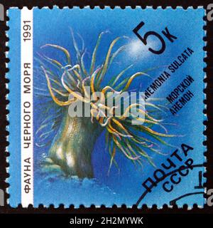 RUSSLAND - UM 1991: Eine in Russland gedruckte Briefmarke zeigt mediterrane Schlangenschnecke, Anemone, Anemonia sulcata, um 1991 Stockfoto