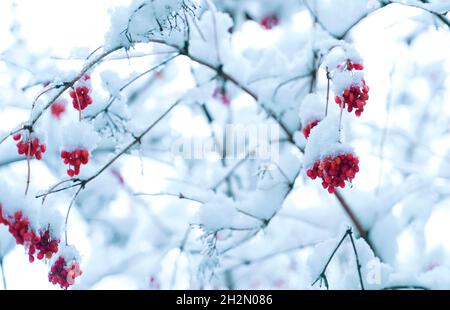 Rote Beeren, die mit Schnee bedeckt sind, der von einem Ast hängt. Stockfoto