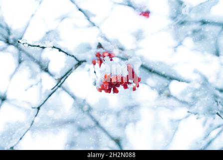 Rote Beeren, die mit Schnee bedeckt sind, der von einem Ast hängt. Stockfoto